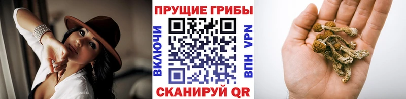 Псилоцибиновые грибы мухоморы  где найти наркотики  дарк нет наркотические препараты  Железноводск 